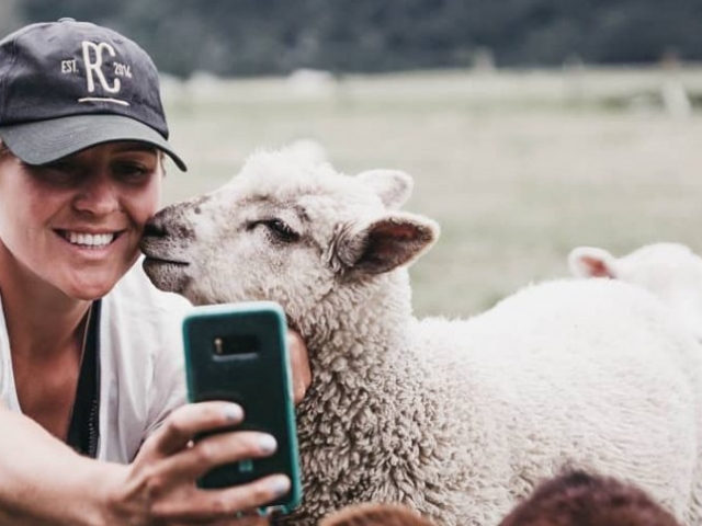 Friendly Sheep Queenstown