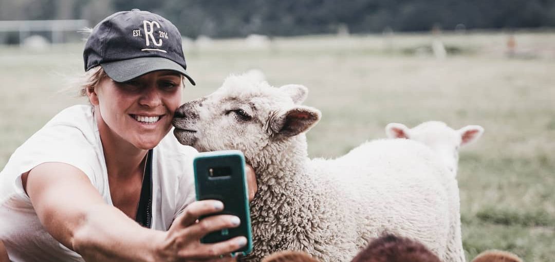 Friendly Sheep Queenstown