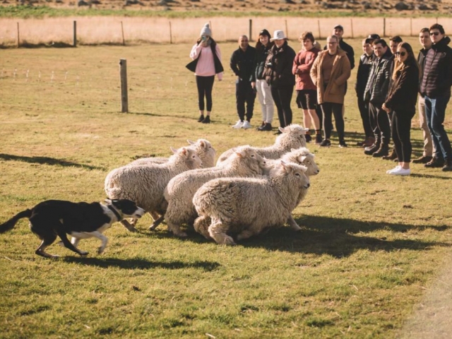 Sheep Mustering Demonstration