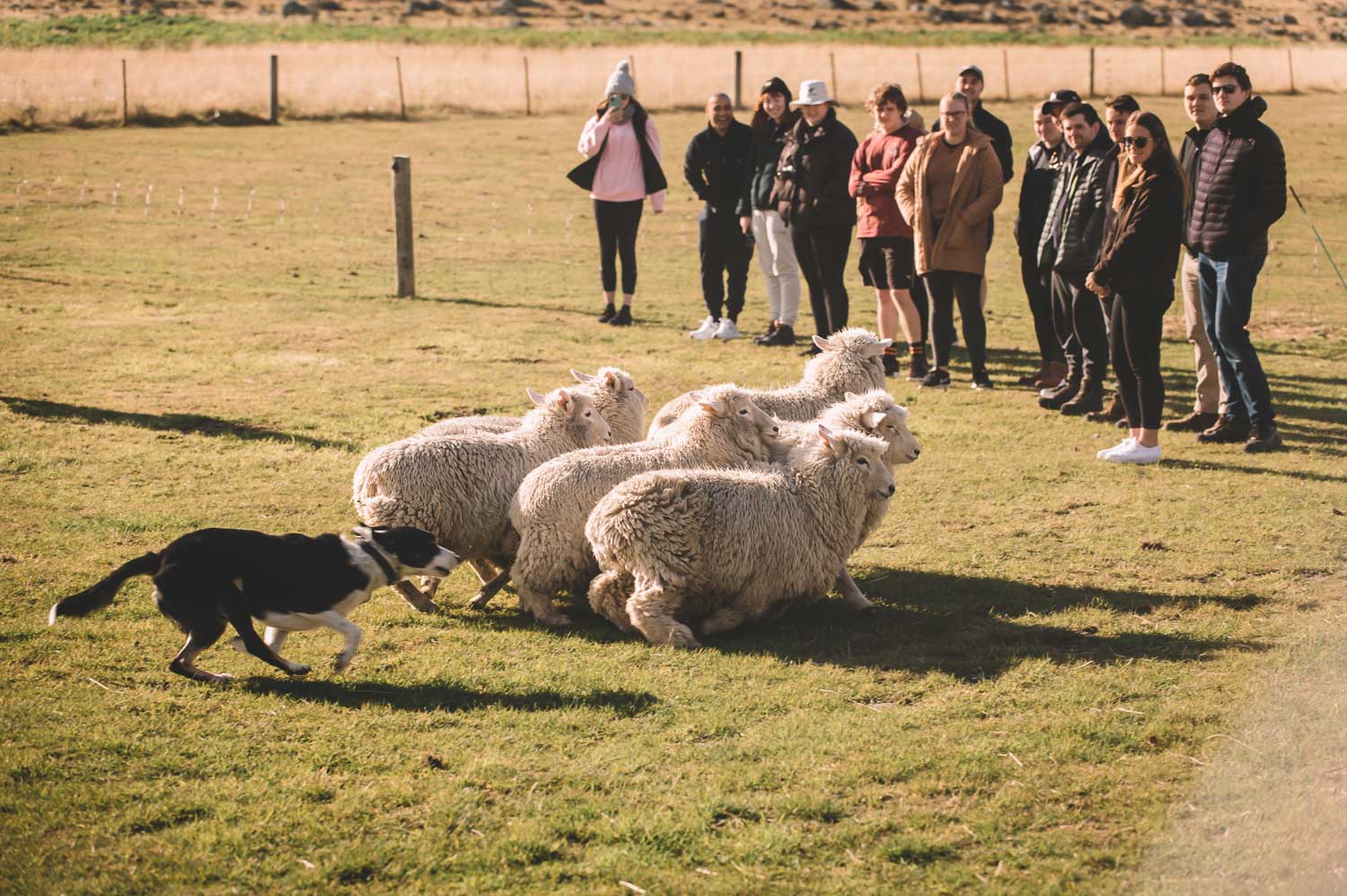Sheep Mustering Demonstration