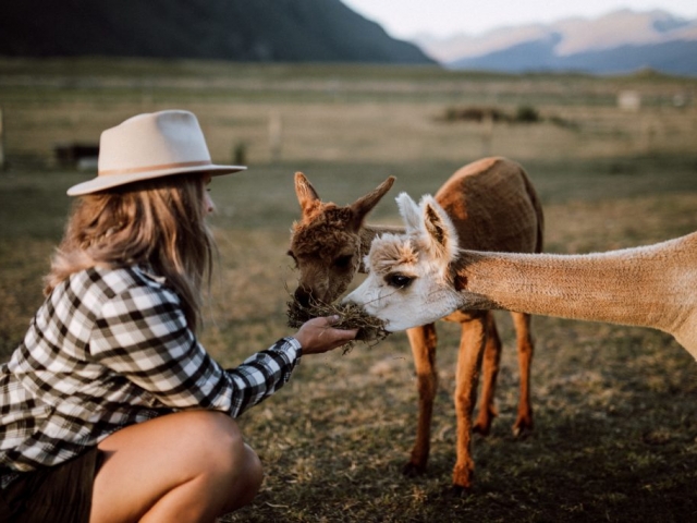 Friendly alpaca Queenstown