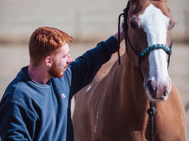 Horse Interaction