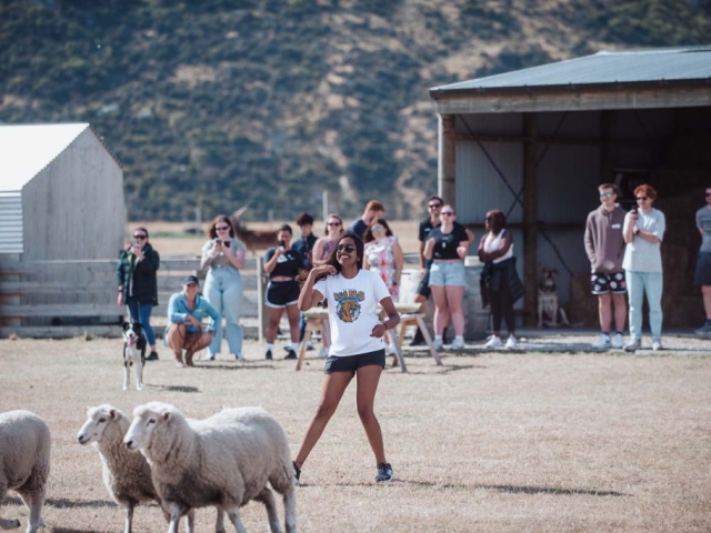 Sheep mustering Queenstown