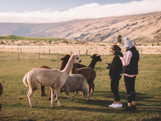 FALLON 201110 3646 Master Preview