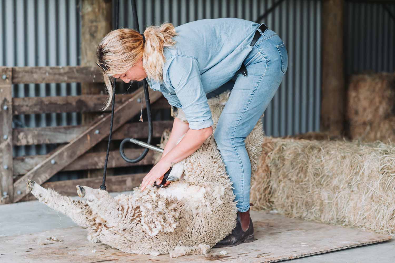 FALLON 0067 240326 8699 Preview